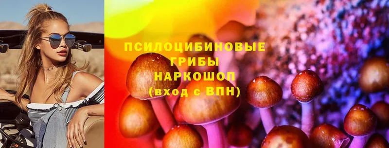 Псилоцибиновые грибы Cubensis  Лабинск 